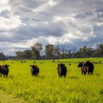 Cattle Grazing | Barraba