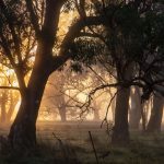 Early Morning Fog | Gunnedah TSR