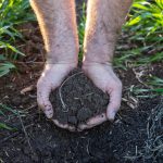 Hands in Soil 1