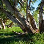 Red Gums | Namoi River
