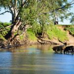 Namoi River | Cattle
